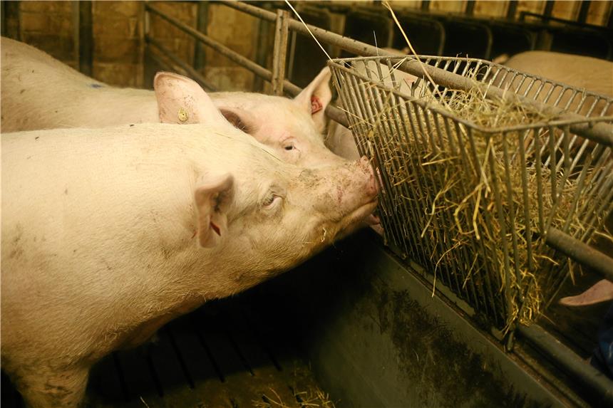 Über den Snack freuen sich die Tiere nämlich.