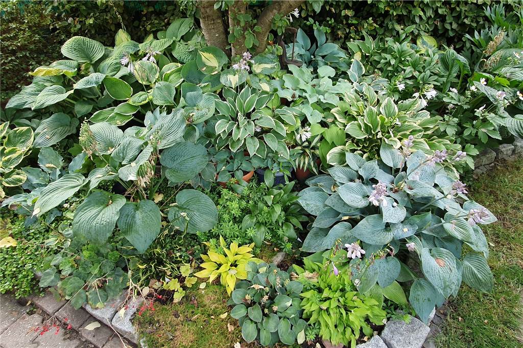 Über 500 Pflanzen: Katrin Walter (52) ist die Königin der Schattengewächse Überall im Garten finden sich die Hostas in vielen Farben und Formen.