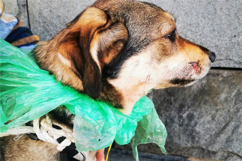 Schwer misshandelter Hund in Dortmund gefunden - sollte das Tier sterben? Um den Hals hatte die Hündin eine Plastiktüte und Bänder gezurrt.