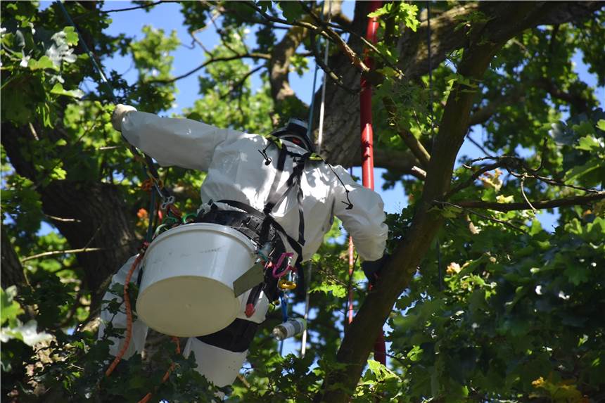 Kampf gegen giftige Raupen in Lünen: Auf den Vogel gekommen Um die Raupen des Eichenprozessionsspinners zu entfernen, müssen Schädlingsbekämpfer manchmal auch auf Bäume klettern. Die Meise als natürlicher Fressfeind der giftigen Raupen hat es da schon etwas leichter.