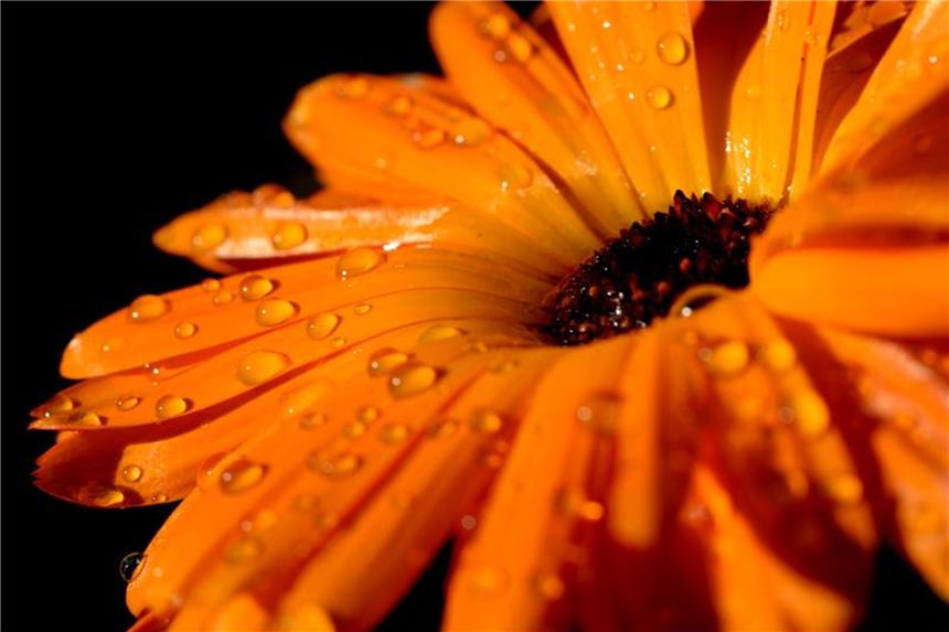 Calendula-Öl hilft bei rissiger Haut Um einen Liter Calendula-Öl herzustellen, werden ca. 5000 Kilogramm der Blüten benötigt. Foto: Ralf Hirschberger