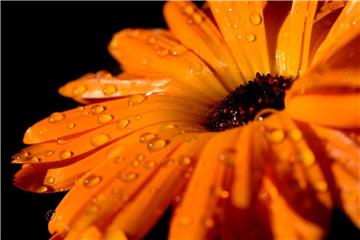 Um einen Liter Calendula-Öl herzustellen, werden ca. 5000 Kilogramm der Blüten benötigt. Foto: Ralf Hirschberger