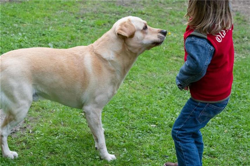 Angriffe vermeiden: Wie Kinder mit Hunden umgehen sollten Um gefährliche Angriffe zu vermeiden, sollten Eltern ihren Schützlingen den richtigen Umgang mit den Tieren beibringen. Foto: Patrick Pleul/dpa-Zentralbild/dpa