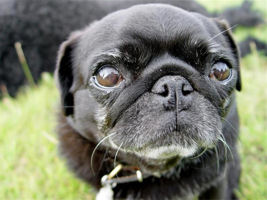 Ist Pfiffi arrogant oder frech? Umfeld und Haltung prägen die Vierbeiner: Dem Mops wird nachgesagt, alles zu tun, um dem Herrchen zu gefallen. (Bild: Schierenbeck/dpa/tmn)