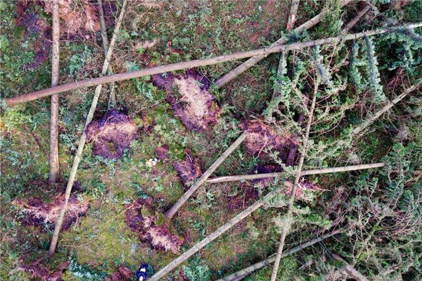 Zwischenbilanz: „Friederike“ zerstört 5000 Hektar Wald Umgestürzte Bäume liegen in einem Waldstück. Foto: Arnulf Stoffel/Archiv