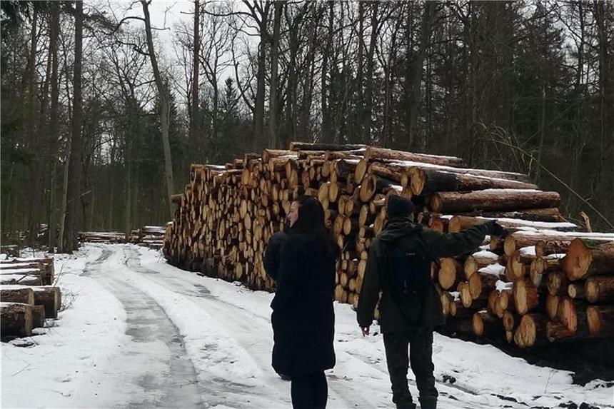 EuGH: Abholzaktion im polnischen Urwald war illegal Umweltaktivisten stehen im Bialowieza-Wald neben einem Stapel illegal gefällter Bäume. Foto: Natalie Skrzypczak
