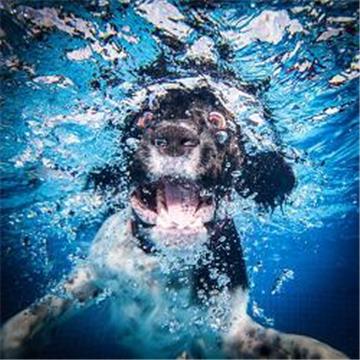 Und so sieht das tolle Ergebnis von einem Foto-Shooting mit Lara aus: Augen und Schnauze weit aufgerissen paddelt der Hund im Wasser.