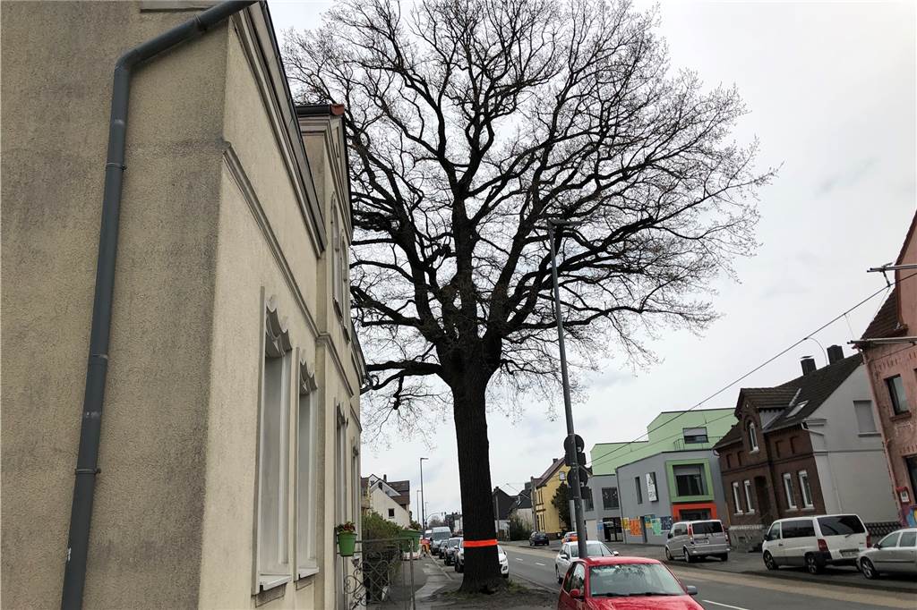 Beliebter Baum: 100 Jahre alte Eiche in Dortmund muss gefällt werden Und so sieht der Baum in Fahrtrichtung Wickede aus