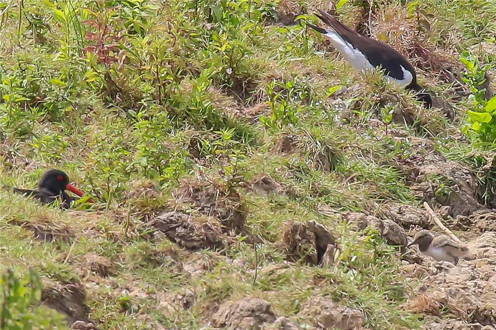 Ungestört können die Vögel am Steverufer leben.