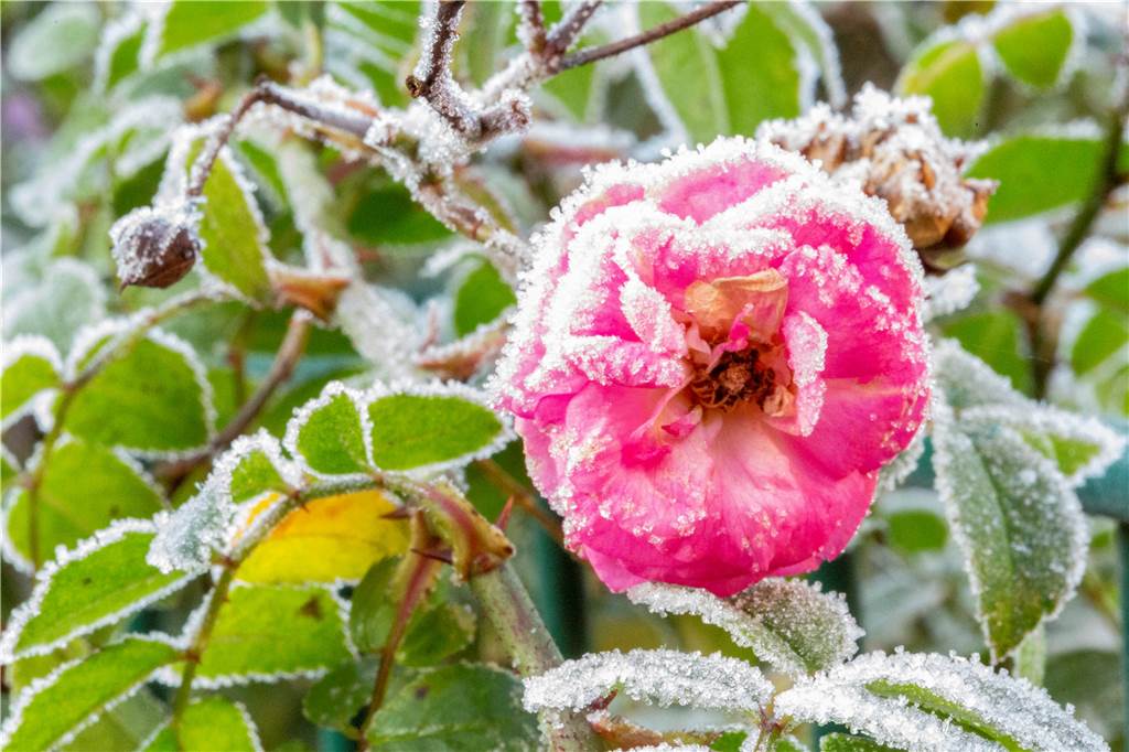 Vereiste rosa Blüte
