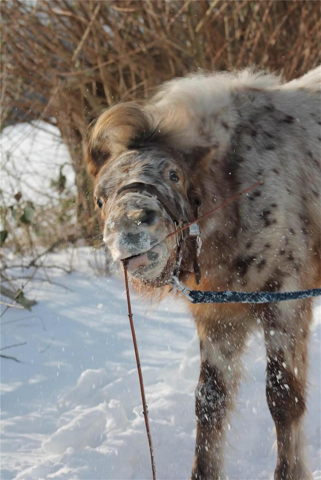 Unsere Leserinnen und Leser haben uns viele schöne Winterfotos aus Haltern zugeschickt.