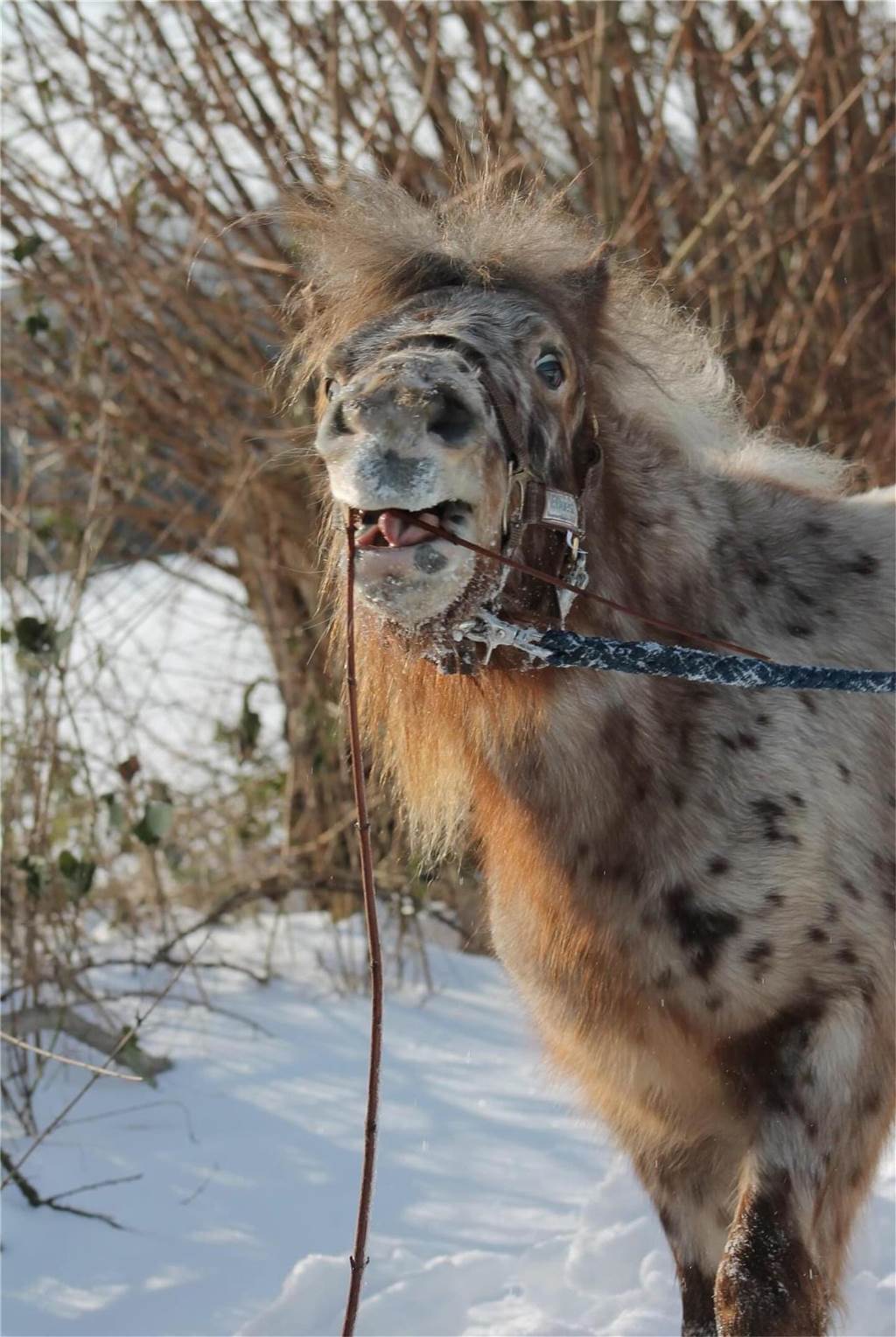Unsere Leserinnen und Leser haben uns viele schöne Winterfotos aus Haltern zugeschickt.