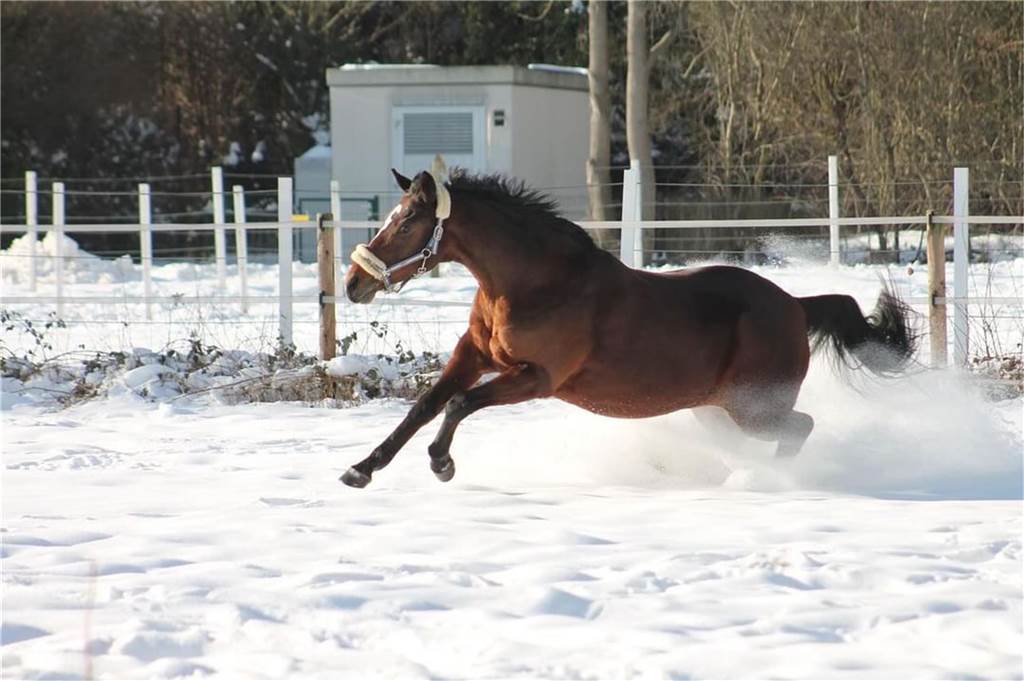 Unsere Leserinnen und Leser haben uns viele schöne Winterfotos aus Haltern zugeschickt.