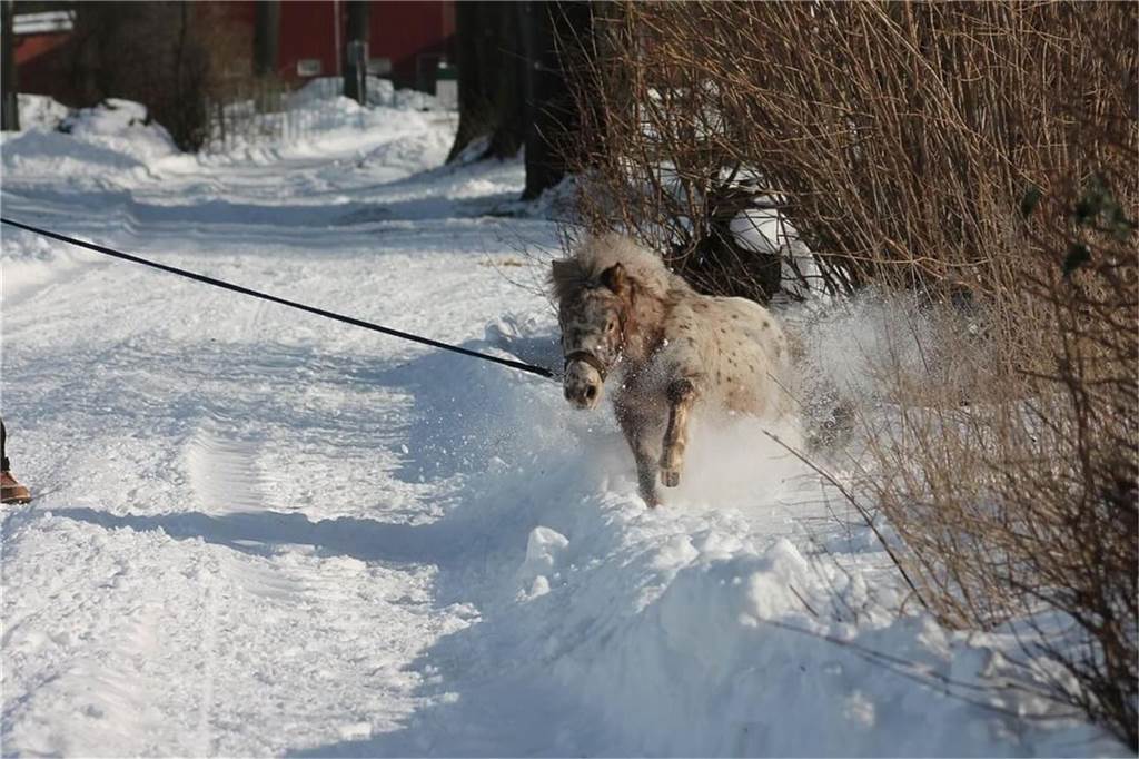Unsere Leserinnen und Leser haben uns viele schöne Winterfotos aus Haltern zugeschickt.