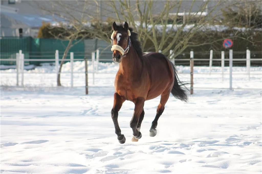 Unsere Leserinnen und Leser haben uns viele schöne Winterfotos aus Haltern zugeschickt.