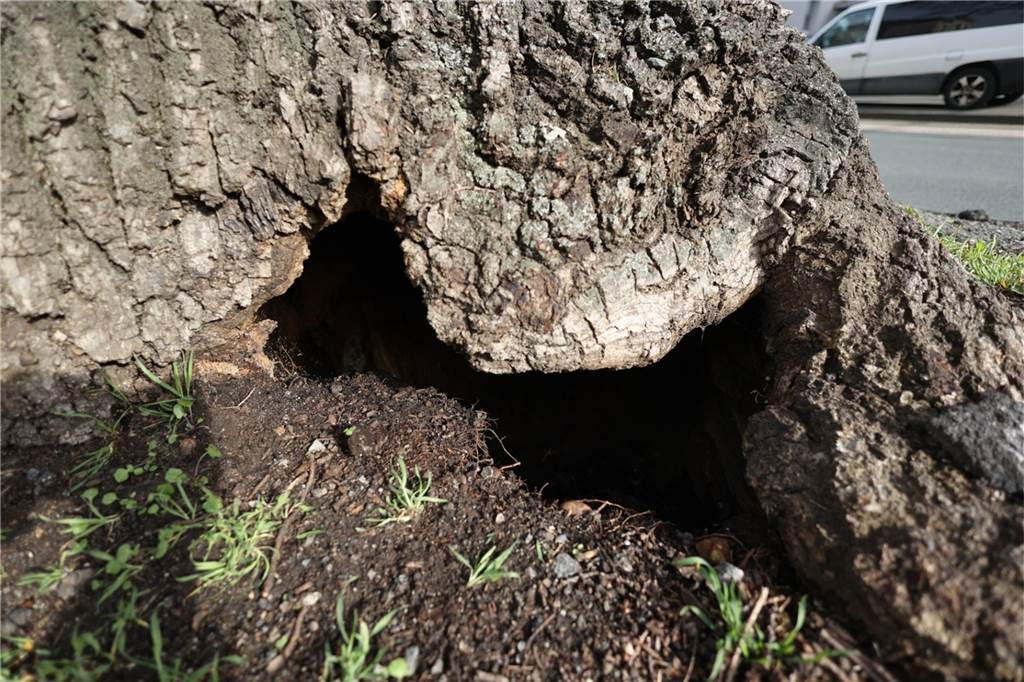 Beliebter Baum: 100 Jahre alte Eiche in Dortmund muss gefällt werden Unten am Baum ist eine Höhlung aufgetreten. Die Standsicherheit ist nicht mehr gewährleistet