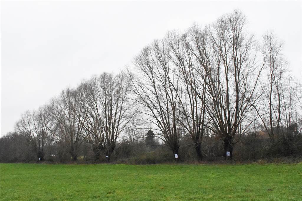 Wüllener Baugebiet: 4000 Quadratmeter für Tiny Houses, falls Bedarf besteht Unter anderem auf dieser Fläche soll das Baugebiet Wüllen-Nord II entstehen. Aktuell ist geplant, die Wallhecke inklusive der zehn Kopfweiden dafür zu fällen.