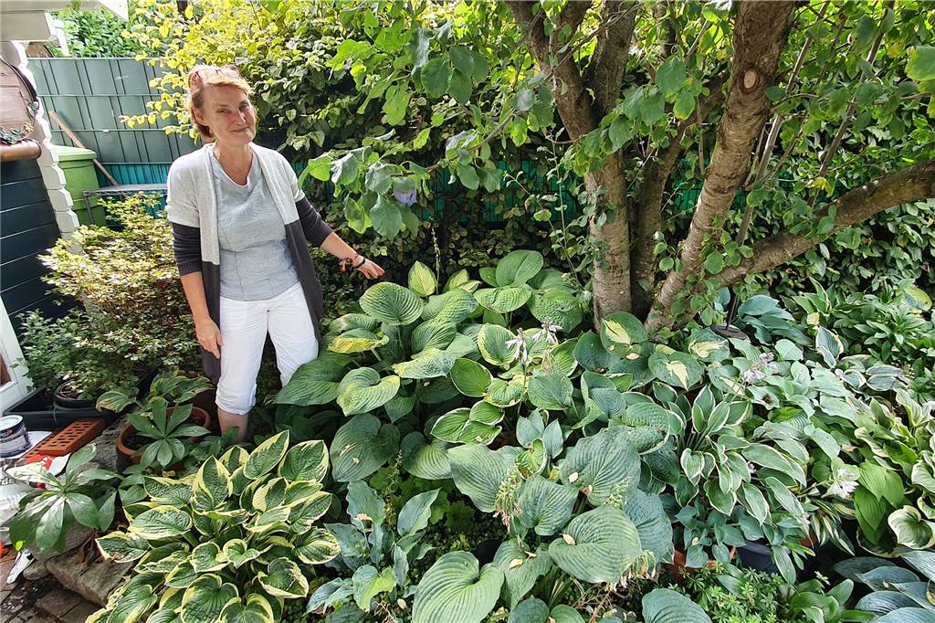 Über 500 Pflanzen: Katrin Walter (52) ist die Königin der Schattengewächse Unter dem Pflaumenbaum stehen ihre allerersten Hostas.