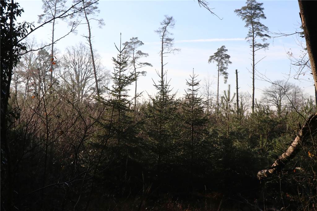 Wer den Wald im Winter erwandert, wird belohnt Unter dem Schirm älterer Kiefern wachsen hier junge Kiefern und Fichten nach.