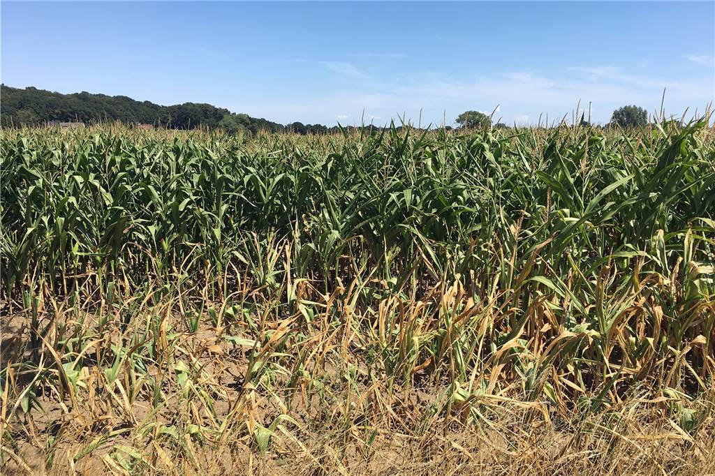 Hitze hat in Lünen Konsequenzen - für Grillfreunde und Bauern Unter der Hitze leiden besonders die Landwirte in Lünen.
