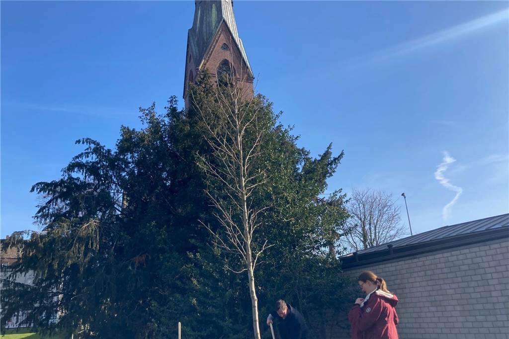 Baum der Liebe: Paar stiftet Kollekte für Neupflanzung an St. Marien Unweit der St.-Marien-Kirche ragt der stattlicher Amberbaum in die Höhe.