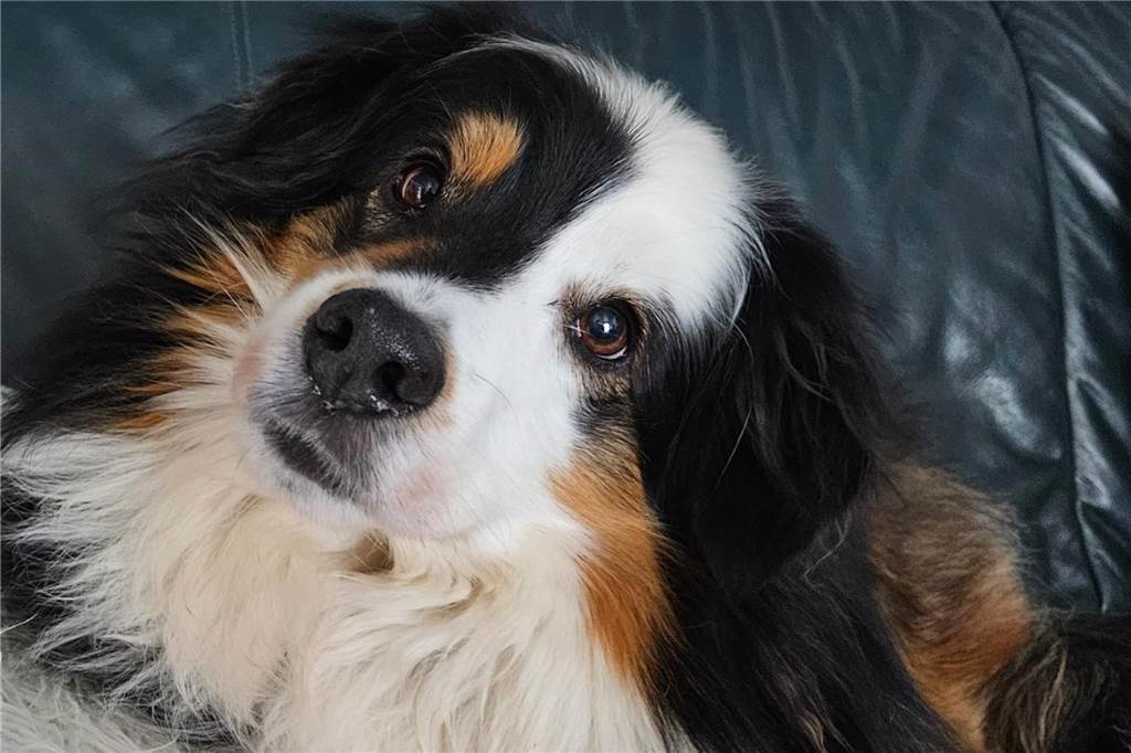 Zum Welthundetag: Viele Fotos von den Dorstener Fellnasen Unzählige E-Mails sind bei uns zum Welthundetag eingegangen. Ob kleine oder große Fellnasen: Hier sind Dorstens Hunde!