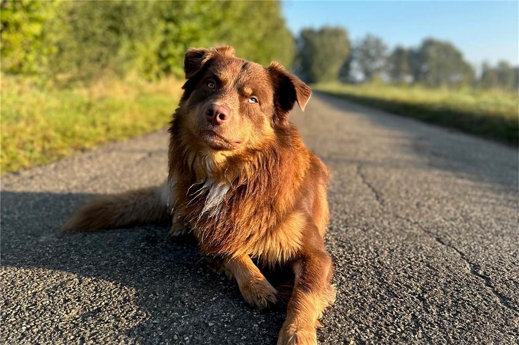 Zum Welthundetag: Viele Fotos von den Dorstener Fellnasen Unzählige E-Mails sind bei uns zum Welthundetag eingegangen. Ob kleine oder große Fellnasen: Hier sind Dorstens Hunde!