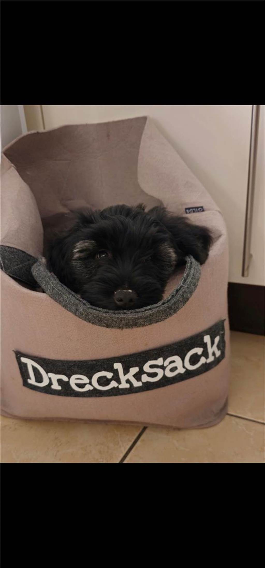 Zum Welthundetag: Viele Fotos von den Dorstener Fellnasen Unzählige E-Mails sind bei uns zum Welthundetag eingegangen. Ob kleine oder große Fellnasen: Hier sind Dorstens Hunde!