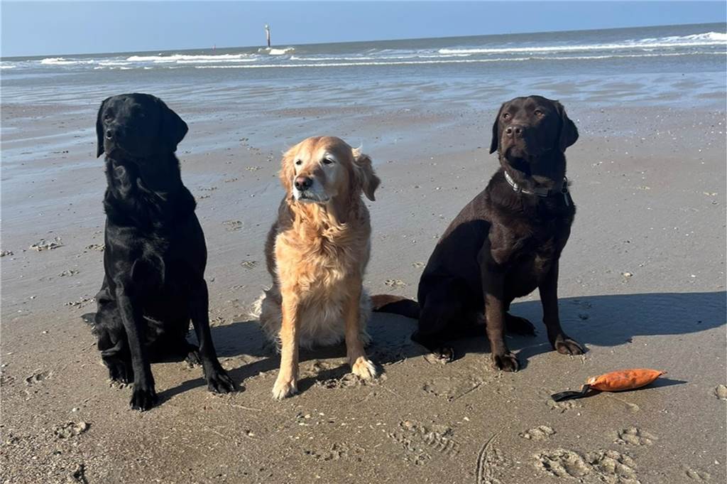 Zum Welthundetag: Viele Fotos von den Dorstener Fellnasen Unzählige E-Mails sind bei uns zum Welthundetag eingegangen. Ob kleine oder große Fellnasen: Hier sind Dorstens Hunde!