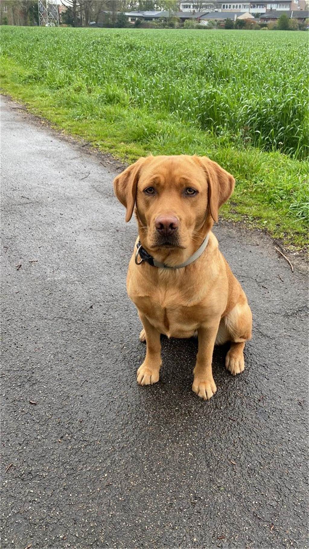 Zum Welthundetag: Viele Fotos von den Dorstener Fellnasen Unzählige E-Mails sind bei uns zum Welthundetag eingegangen. Ob kleine oder große Fellnasen: Hier sind Dorstens Hunde!