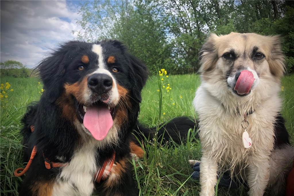 Zum Welthundetag: Viele Fotos von den Dorstener Fellnasen Unzählige E-Mails sind bei uns zum Welthundetag eingegangen. Ob kleine oder große Fellnasen: Hier sind Dorstens Hunde!