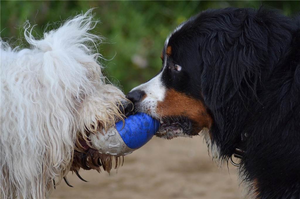 Zum Welthundetag: Viele Fotos von den Dorstener Fellnasen Unzählige E-Mails sind bei uns zum Welthundetag eingegangen. Ob kleine oder große Fellnasen: Hier sind Dorstens Hunde!
