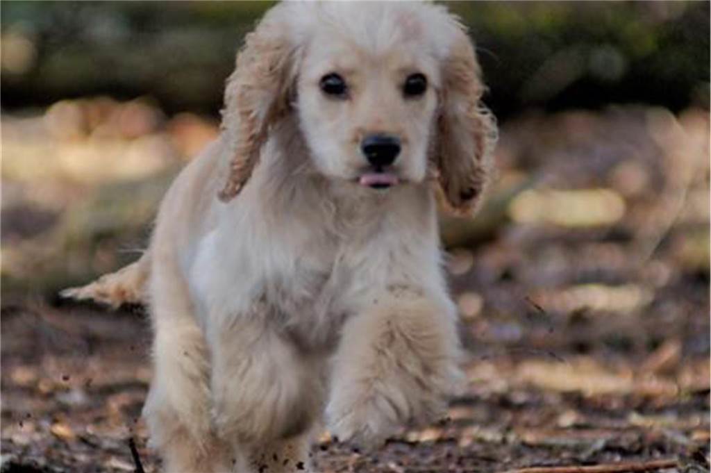 Zum Welthundetag: Viele Fotos von den Dorstener Fellnasen Unzählige E-Mails sind bei uns zum Welthundetag eingegangen. Ob kleine oder große Fellnasen: Hier sind Dorstens Hunde!
