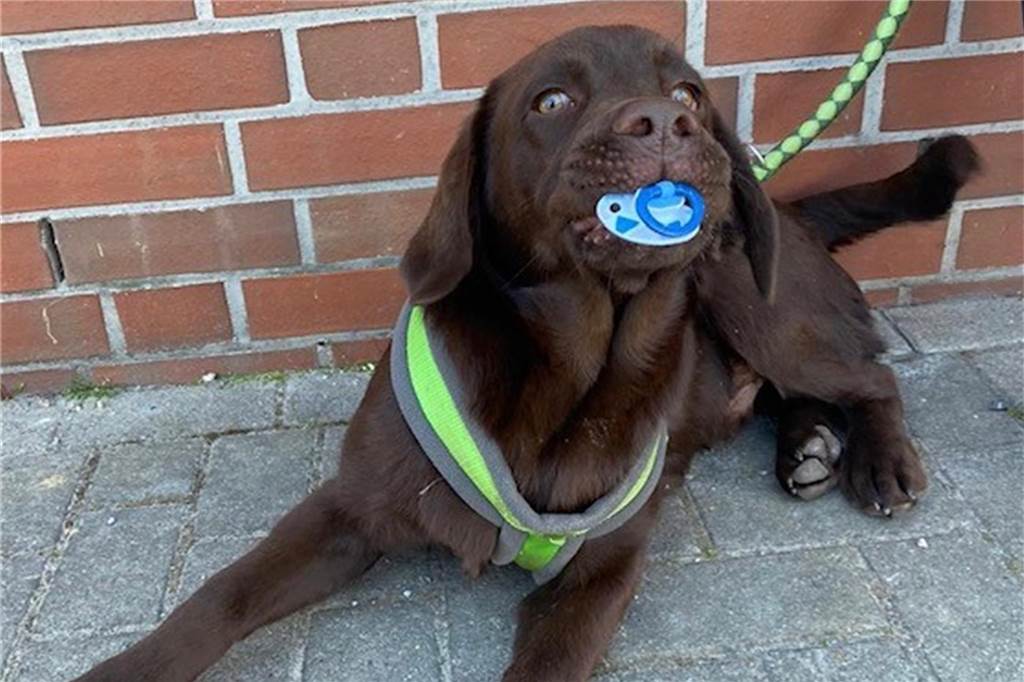 Zum Welthundetag: Viele Fotos von den Dorstener Fellnasen Unzählige E-Mails sind bei uns zum Welthundetag eingegangen. Ob kleine oder große Fellnasen: Hier sind Dorstens Hunde!