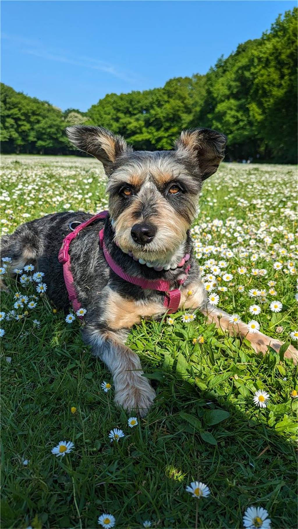 Zum Welthundetag: Viele Fotos von den Dorstener Fellnasen Unzählige E-Mails sind bei uns zum Welthundetag eingegangen. Ob kleine oder große Fellnasen: Hier sind Dorstens Hunde!
