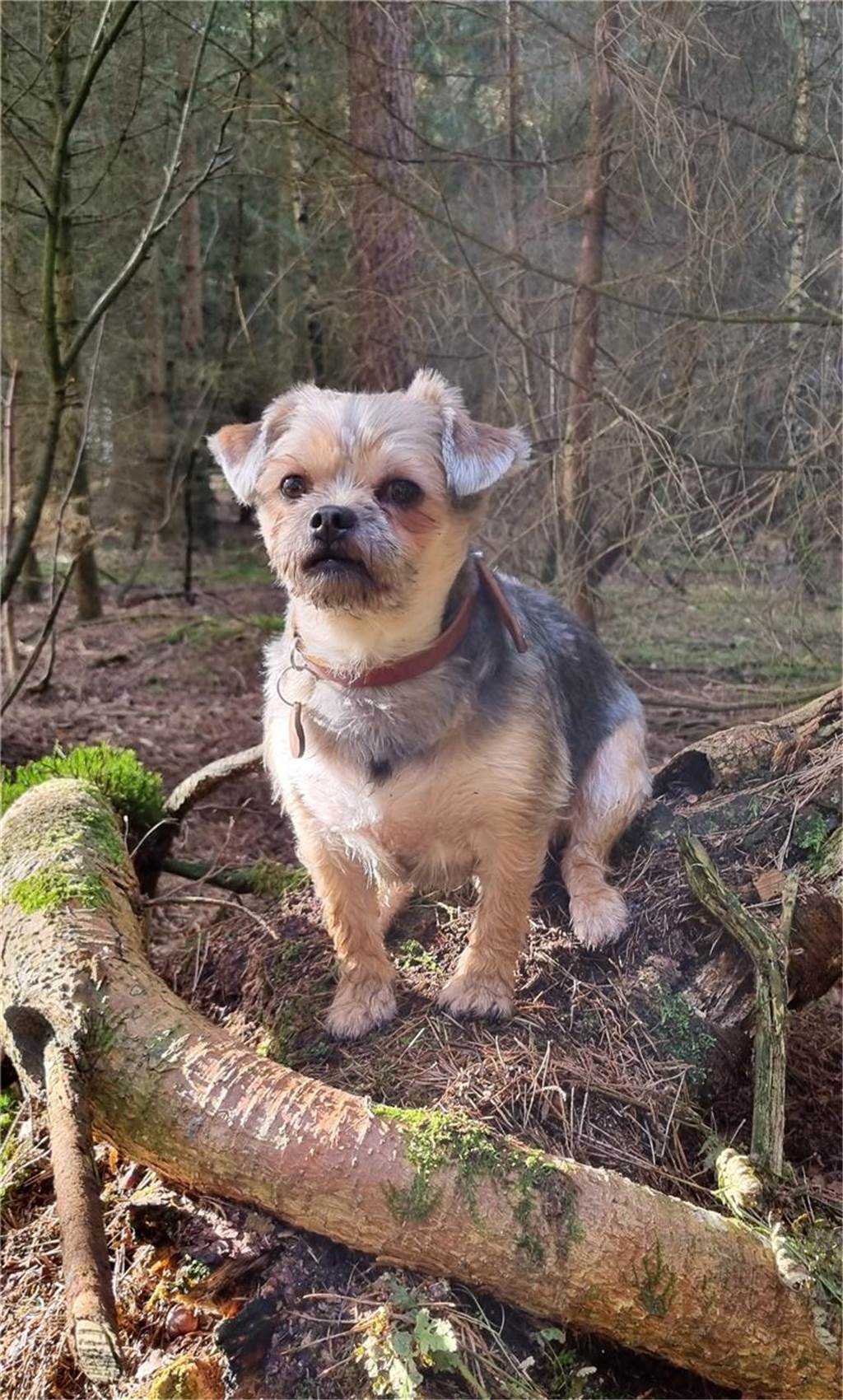 Zum Welthundetag: Viele Fotos von den Dorstener Fellnasen Unzählige E-Mails sind bei uns zum Welthundetag eingegangen. Ob kleine oder große Fellnasen: Hier sind Dorstens Hunde!