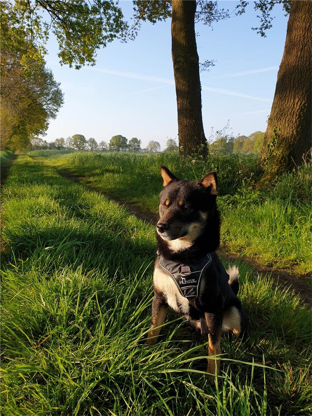 Zum Welthundetag: Viele Fotos von den Dorstener Fellnasen Unzählige E-Mails sind bei uns zum Welthundetag eingegangen. Ob kleine oder große Fellnasen: Hier sind Dorstens Hunde!