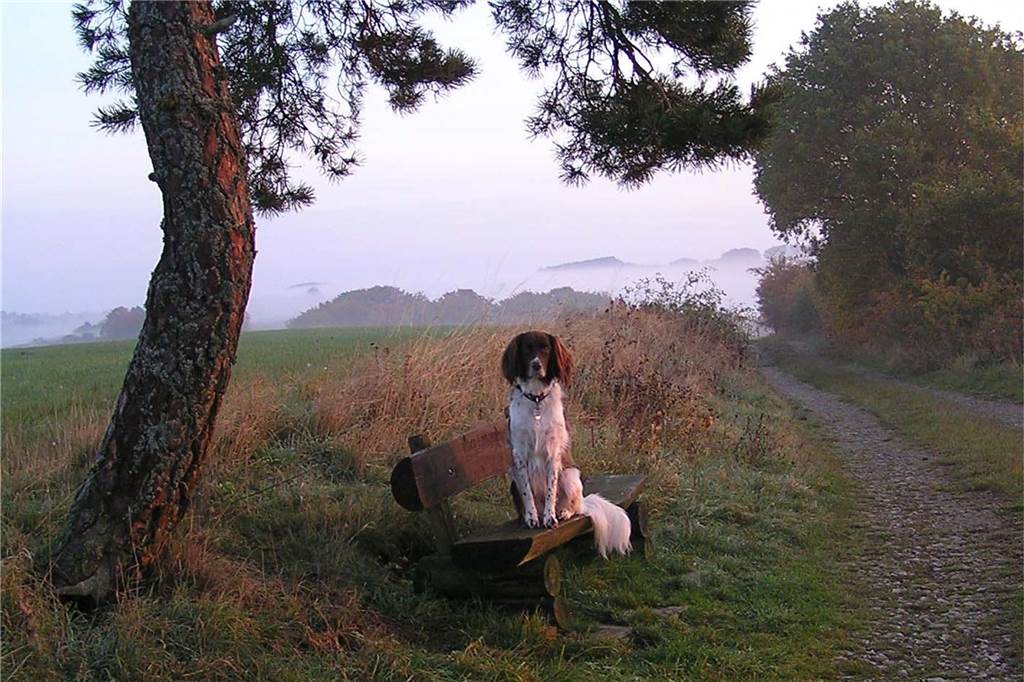 Zum Welthundetag: Viele Fotos von den Dorstener Fellnasen Unzählige E-Mails sind bei uns zum Welthundetag eingegangen. Ob kleine oder große Fellnasen: Hier sind Dorstens Hunde!