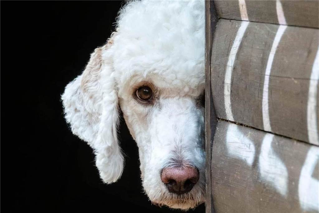 Zum Welthundetag: Viele Fotos von den Dorstener Fellnasen Unzählige E-Mails sind bei uns zum Welthundetag eingegangen. Ob kleine oder große Fellnasen: Hier sind Dorstens Hunde!