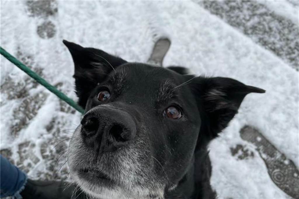 Zum Welthundetag: Viele Fotos von den Dorstener Fellnasen Unzählige E-Mails sind bei uns zum Welthundetag eingegangen. Ob kleine oder große Fellnasen: Hier sind Dorstens Hunde!