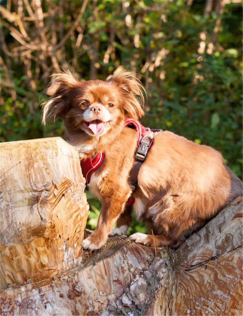 Zum Welthundetag: Viele Fotos von den Dorstener Fellnasen Unzählige E-Mails sind bei uns zum Welthundetag eingegangen. Ob kleine oder große Fellnasen: Hier sind Dorstens Hunde!
