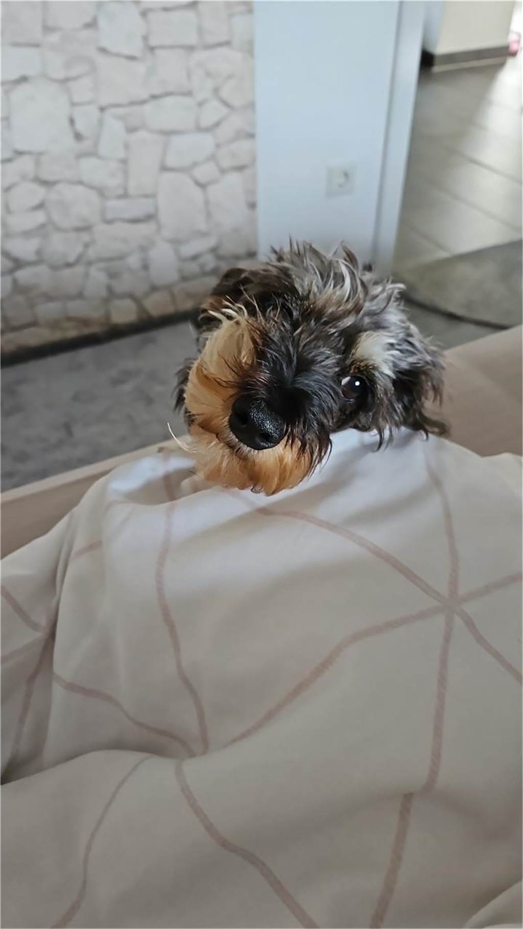 Zum Welthundetag: Viele Fotos von den Dorstener Fellnasen Unzählige E-Mails sind bei uns zum Welthundetag eingegangen. Ob kleine oder große Fellnasen: Hier sind Dorstens Hunde!