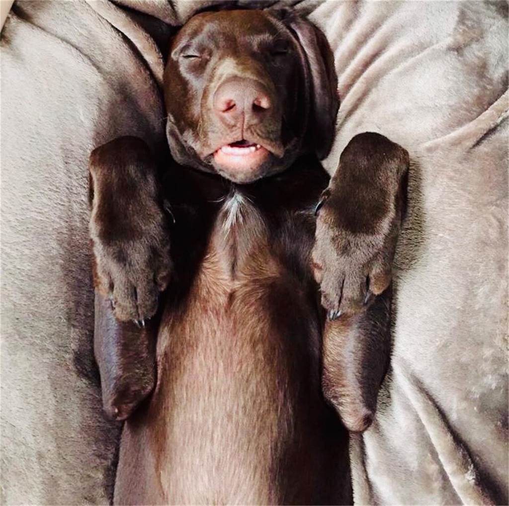 Zum Welthundetag: Viele Fotos von den Dorstener Fellnasen Unzählige E-Mails sind bei uns zum Welthundetag eingegangen. Ob kleine oder große Fellnasen: Hier sind Dorstens Hunde!