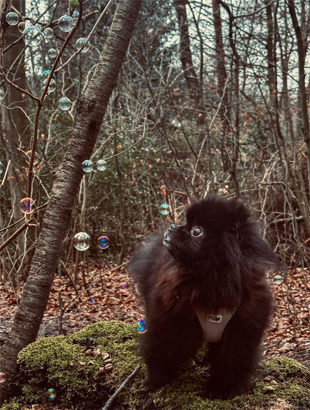 Zum Welthundetag: Viele Fotos von den Dorstener Fellnasen Unzählige E-Mails sind bei uns zum Welthundetag eingegangen. Ob kleine oder große Fellnasen: Hier sind Dorstens Hunde!