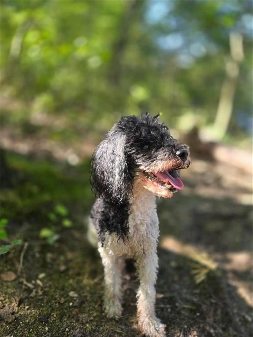 Zum Welthundetag: Viele Fotos von den Dorstener Fellnasen Unzählige E-Mails sind bei uns zum Welthundetag eingegangen. Ob kleine oder große Fellnasen: Hier sind Dorstens Hunde!