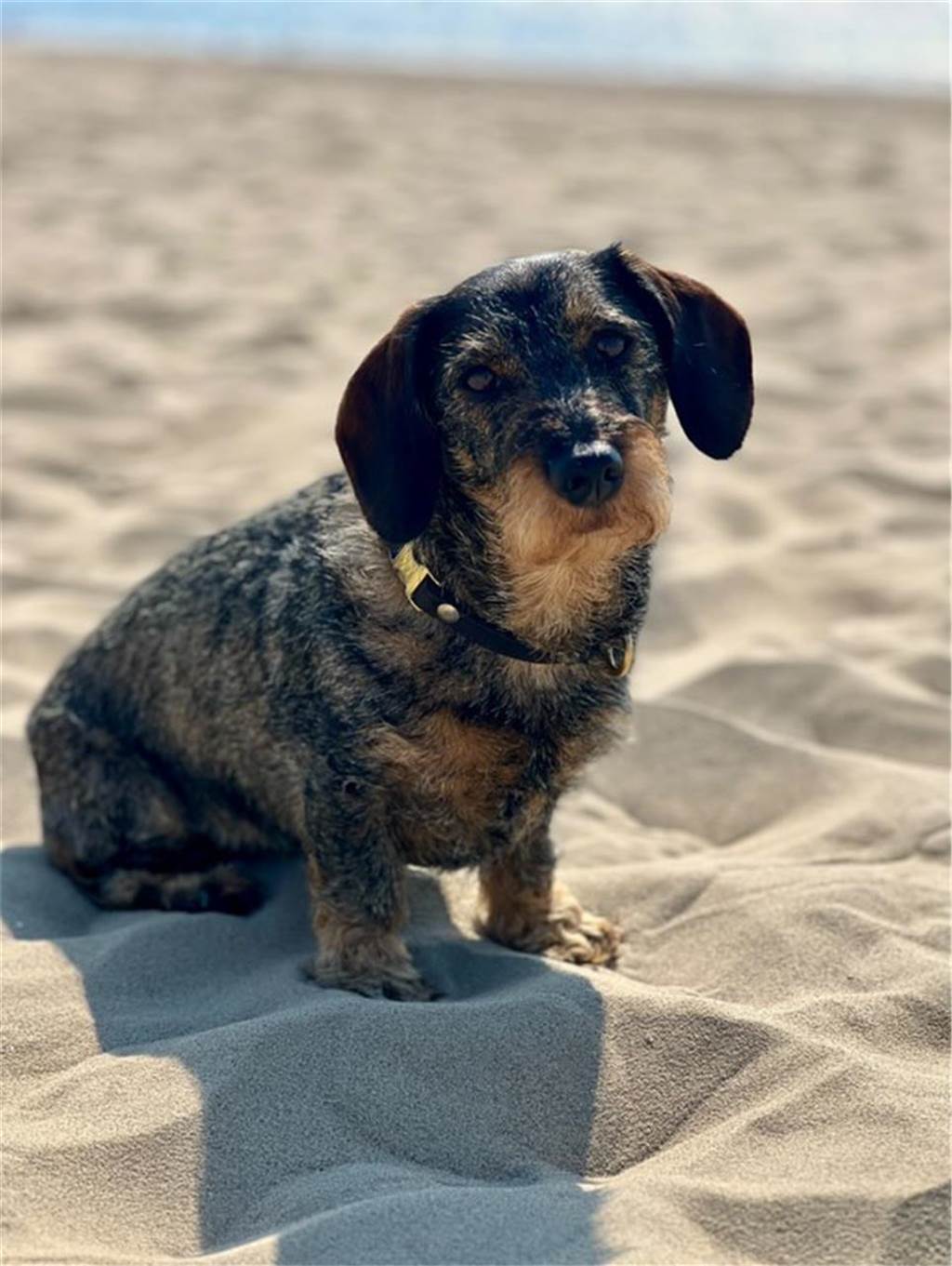 Zum Welthundetag: Viele Fotos von den Dorstener Fellnasen Unzählige E-Mails sind bei uns zum Welthundetag eingegangen. Ob kleine oder große Fellnasen: Hier sind Dorstens Hunde!