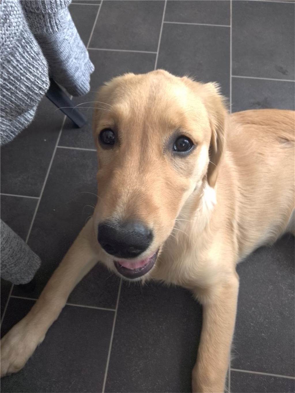 Zum Welthundetag: Viele Fotos von den Dorstener Fellnasen Unzählige E-Mails sind bei uns zum Welthundetag eingegangen. Ob kleine oder große Fellnasen: Hier sind Dorstens Hunde!