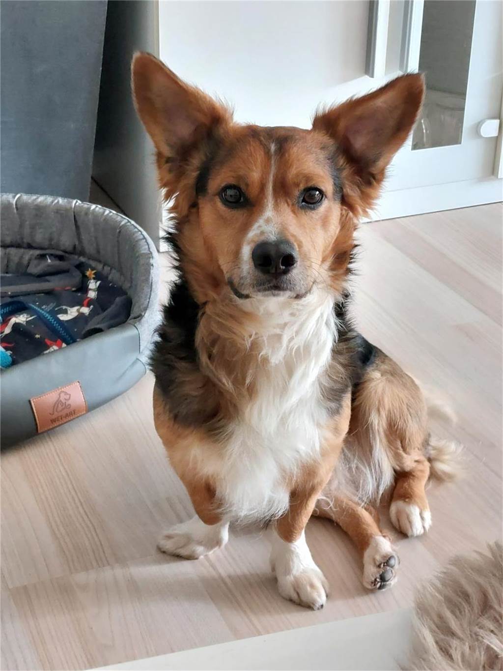 Zum Welthundetag: Viele Fotos von den Dorstener Fellnasen Unzählige E-Mails sind bei uns zum Welthundetag eingegangen. Ob kleine oder große Fellnasen: Hier sind Dorstens Hunde!