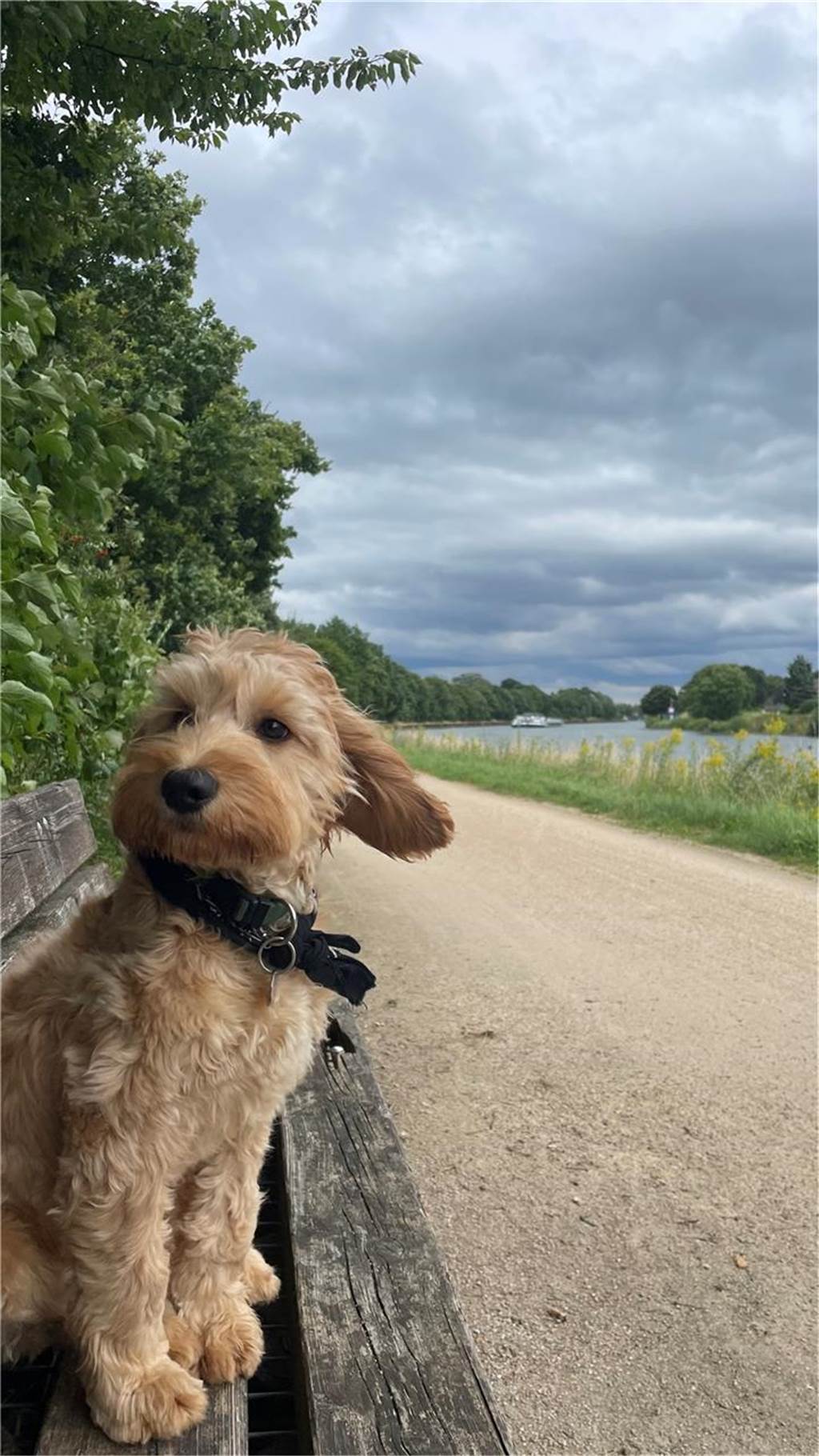 Zum Welthundetag: Viele Fotos von den Dorstener Fellnasen Unzählige E-Mails sind bei uns zum Welthundetag eingegangen. Ob kleine oder große Fellnasen: Hier sind Dorstens Hunde!