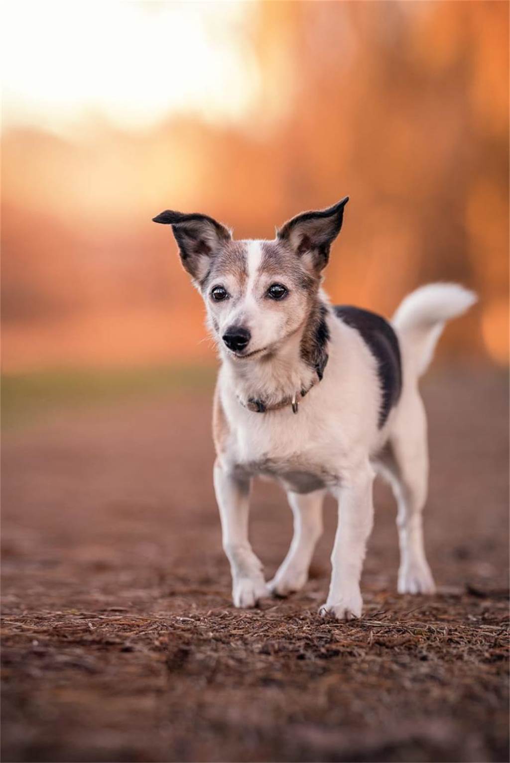 Zum Welthundetag: Viele Fotos von den Dorstener Fellnasen Unzählige E-Mails sind bei uns zum Welthundetag eingegangen. Ob kleine oder große Fellnasen: Hier sind Dorstens Hunde!
